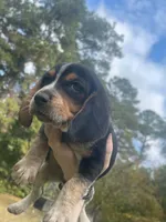 Rambo, a male Beagle for sale in Whiteville, NC – 2 of 6