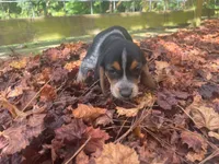 Rambo, a male Beagle for sale in Whiteville, NC – 4 of 6