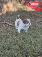 Blossom, a female Shih Tzu for sale in Vancleave, MS – 3 of 7