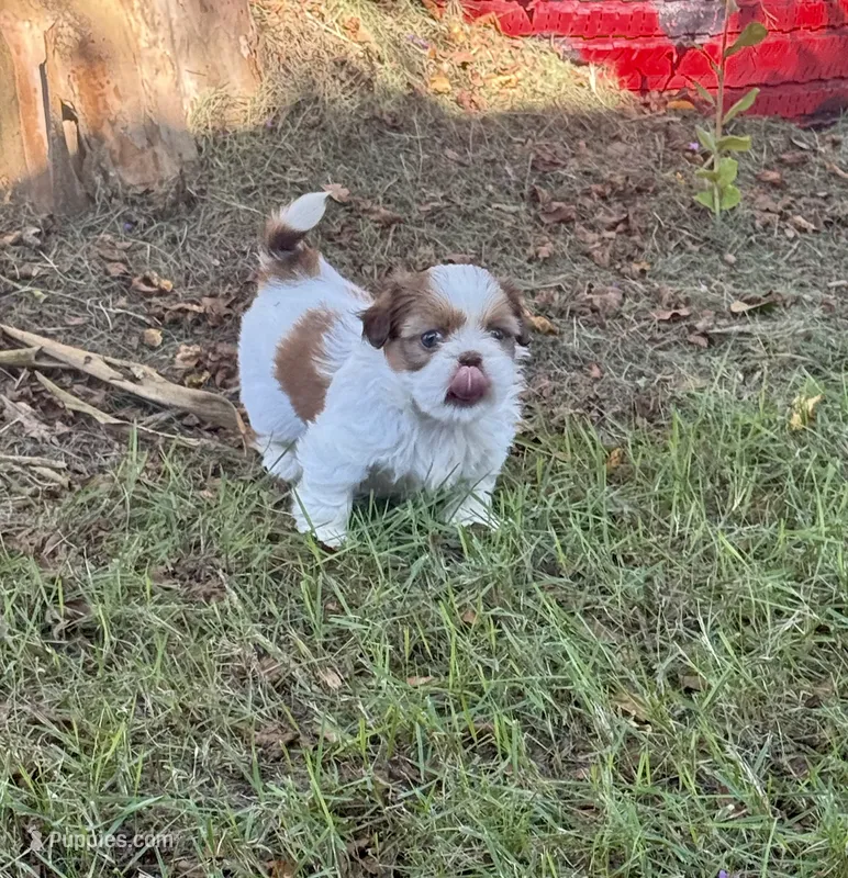 Blossom – Shih Tzu puppy for sale in Vancleave, MS