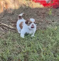 Blossom, a female Shih Tzu for sale in Vancleave, MS – 1 of 7
