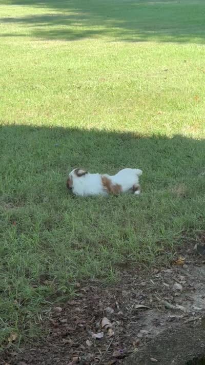Blossom, a female Shih Tzu for sale in Vancleave, MS – 7 of 7