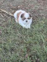 Blossom, a female Shih Tzu for sale in Vancleave, MS – 5 of 7
