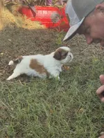 Blossom, a female Shih Tzu for sale in Vancleave, MS – 4 of 7