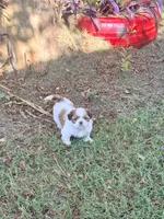 Blossom, a female Shih Tzu for sale in Vancleave, MS – 2 of 7