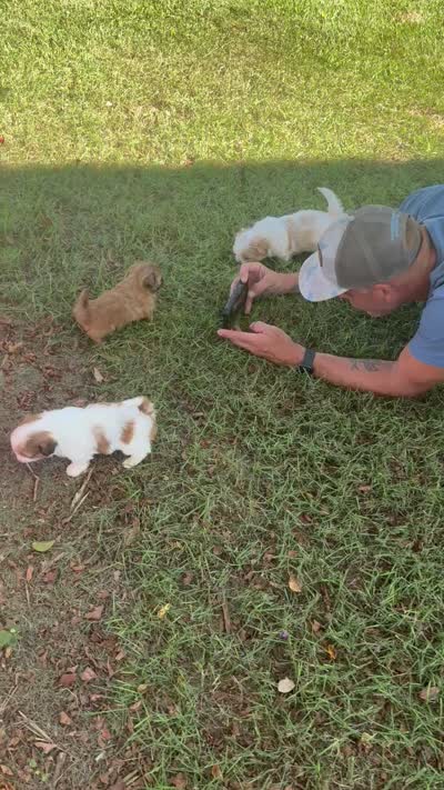 Blossom, a female Shih Tzu for sale in Vancleave, MS – 6 of 7