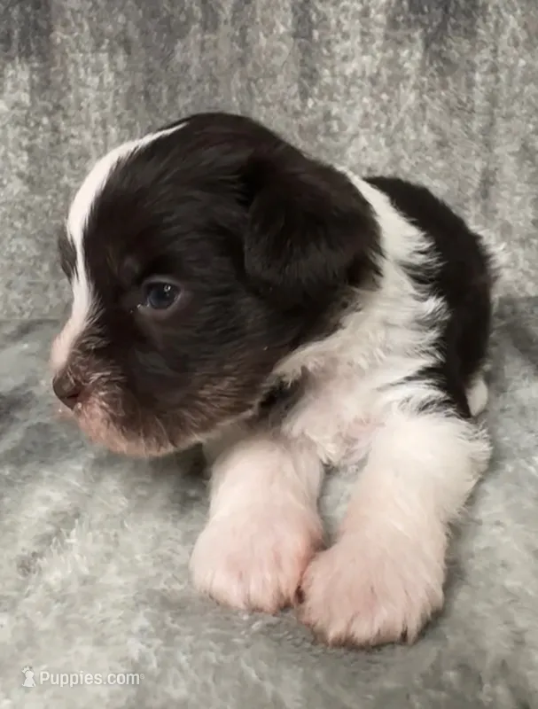 Parti Male 1 – Miniature Schnauzer puppy for sale in Rose City, TX