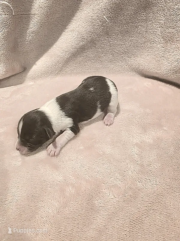 Parti Male 2 – Miniature Schnauzer puppy for sale in Rose City, TX