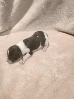 Parti Male 2, a male Miniature Schnauzer for sale in Rose City, TX – Photo 1 of 3