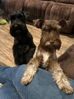 Parti Female 1, a female Miniature Schnauzer for sale in Rose City, TX – Photo 2 of 3