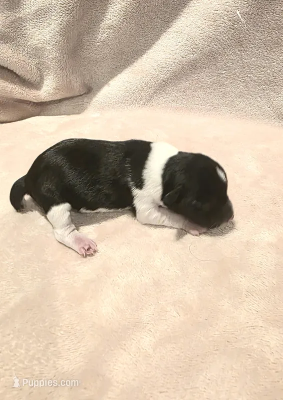 Parti Female 1 – Miniature Schnauzer puppy for sale in Rose City, TX