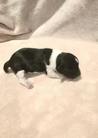 Parti Female 1, a female Miniature Schnauzer for sale in Rose City, TX – Photo 1 of 3