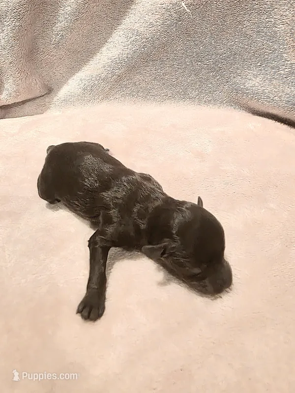 Chocolate Male 1 – Miniature Schnauzer puppy for sale in Rose City, TX