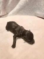 Chocolate Male 1, a female Miniature Schnauzer for sale in Rose City, TX – Photo 1 of 3