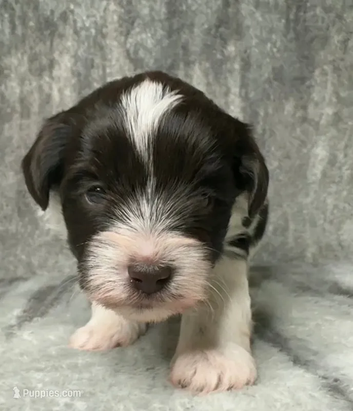 Parti Male 2 – Miniature Schnauzer puppy for sale in Rose City, TX