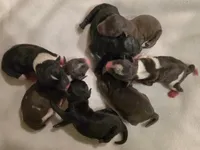 Parti Male 1, a male Miniature Schnauzer for sale in Rose City, TX – Photo 3 of 3