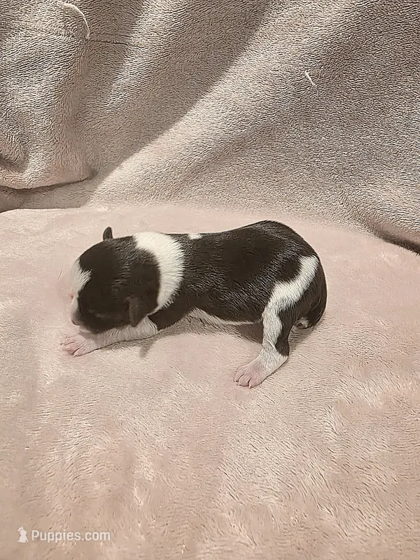 Parti Male 1 – Miniature Schnauzer puppy for sale in Rose City, TX