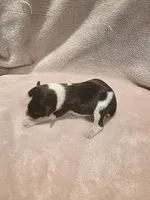 Parti Male 1, a male Miniature Schnauzer for sale in Rose City, TX – Photo 1 of 3