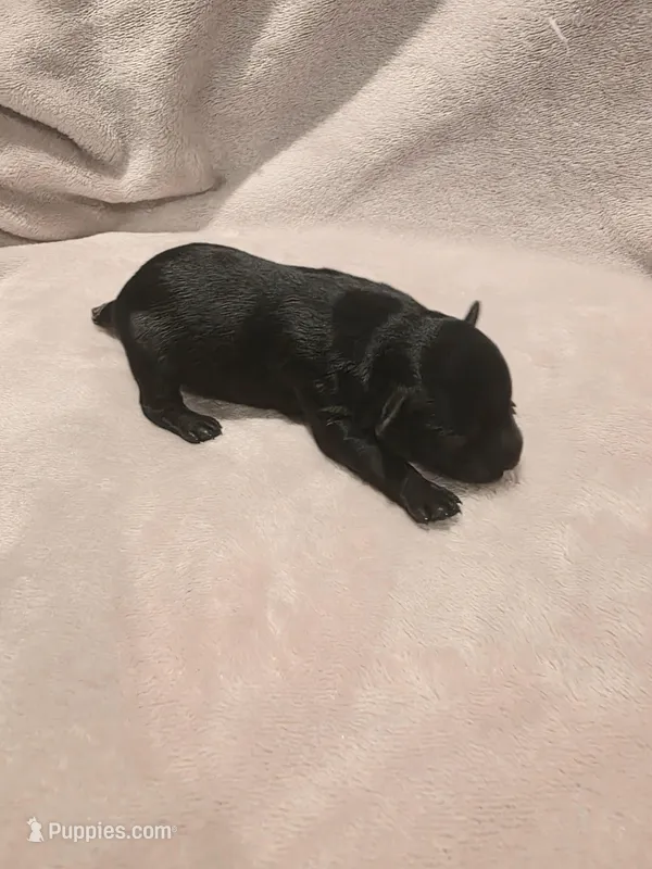 Black Male 1 – Miniature Schnauzer puppy for sale in Rose City, TX