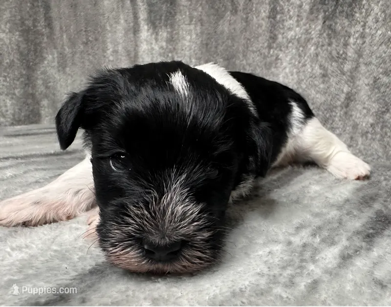 Parti Female 1 – Miniature Schnauzer puppy for sale in Rose City, TX