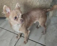 CKC Lil Quinn, a male Chihuahua for sale in Lake Placid, FL – Photo 1 of 8