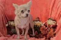 CKC Lil Quinn, a male Chihuahua for sale in Lake Placid, FL – Photo 6 of 8