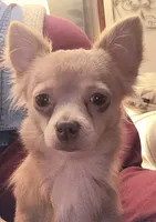 CKC Lil Quinn, a male Chihuahua for sale in Lake Placid, FL – Photo 8 of 8