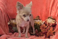 CKC Lil Quinn, a male Chihuahua for sale in Lake Placid, FL – Photo 7 of 8