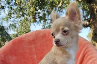 CKC Lil Quinn, a male Chihuahua for sale in Lake Placid, FL – Photo 2 of 8