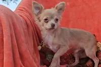 CKC Lil Quinn, a male Chihuahua for sale in Lake Placid, FL – Photo 3 of 8