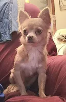 CKC Lil Quinn, a male Chihuahua for sale in Lake Placid, FL – Photo 4 of 8