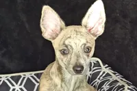 Soldier, a male Chihuahua for sale in Lake Placid, FL – Photo 5 of 9