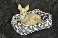 Soldier, a male Chihuahua for sale in Lake Placid, FL – Photo 8 of 9