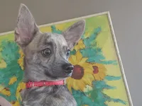 Soldier, a male Chihuahua for sale in Lake Placid, FL – Photo 3 of 9