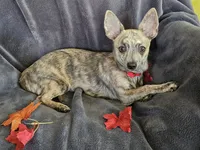Soldier, a male Chihuahua for sale in Lake Placid, FL – Photo 1 of 9