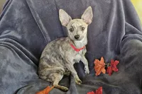 Soldier, a male Chihuahua for sale in Lake Placid, FL – Photo 7 of 9