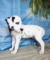 Fraidy brown LUA, a male Dalmatian for sale in Cape May, NJ – 7 of 9