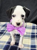 Dilly purple , a female Dalmatian for sale in Cape May, NJ – 7 of 10