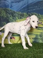 Aphrodite pink LUA, a female Dalmatian for sale in Cape May, NJ – 10 of 10