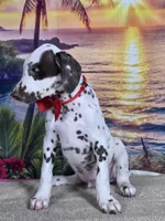Karma red , a male Dalmatian for sale in Cape May, NJ – 6 of 10