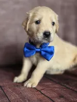 Golden blue, a male Golden Retriever for sale in Cape May, NJ – 2 of 10