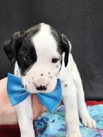 Opal blue fluff, a male Dalmatian for sale in Cape May, NJ – 4 of 9