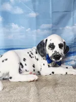 Fraidy blue LUA, a male Dalmatian for sale in Cape May, NJ – 6 of 10