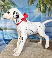 Fraidy red LUA, a male Dalmatian for sale in Cape May, NJ – 9 of 9
