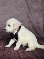 Golden brown, a male Golden Retriever for sale in Cape May, NJ – 6 of 7