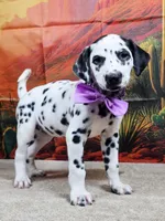 Carmella purple , a female Dalmatian for sale in Cape May, NJ – 10 of 10