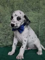 Mila blue , a male Dalmatian for sale in Cape May, NJ – 1 of 10
