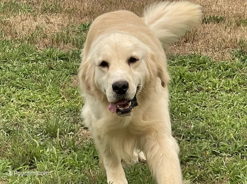 AKC full rights Golden  – Golden Retriever puppy for sale in Cape May, NJ