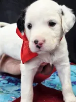 Opal red long coat, a male Dalmatian for sale in Cape May, NJ – 6 of 10