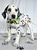 Zoomi neon green, a female Dalmatian for sale in Cape May, NJ – 4 of 10